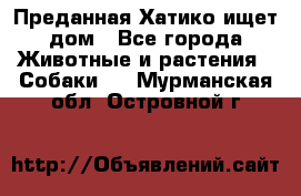 Преданная Хатико ищет дом - Все города Животные и растения » Собаки   . Мурманская обл.,Островной г.